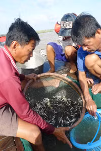 Rộn ràng chợ cá đồng mùa nước nổi ảnh 12