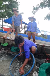 Rộn ràng chợ cá đồng mùa nước nổi ảnh 5