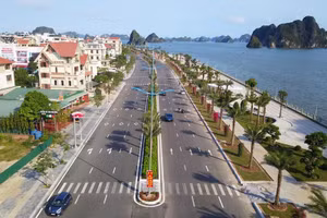 Dấu hiệu cây chết khô ở Dự án đường bao biển Quảng Ninh hơn 2.200 tỷ đồng