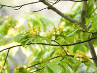 rung-mai-8.jpg