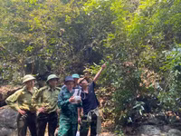 rung-mai-19.jpg