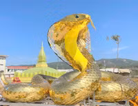 ran-lao-bao-2.jpg