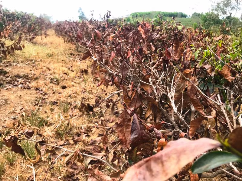"Khát nước" chè chết cháy, người dân xót lòng