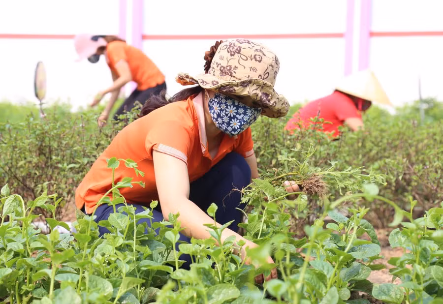 Trường tư nỗ lực vượt khó giữa cơn đại dịch