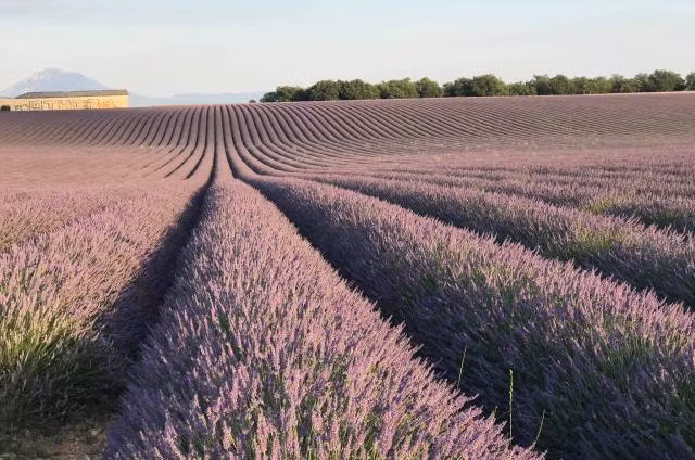 Sống ảo ở những vùng Lavender trên nước Pháp ảnh 3
