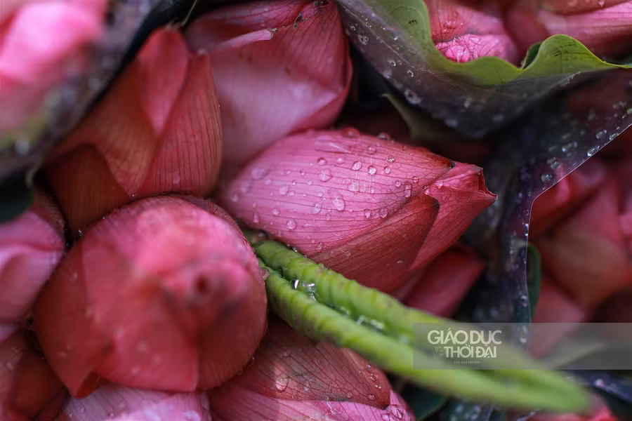 Ngẩn ngơ mùa sen trong phố ảnh 6