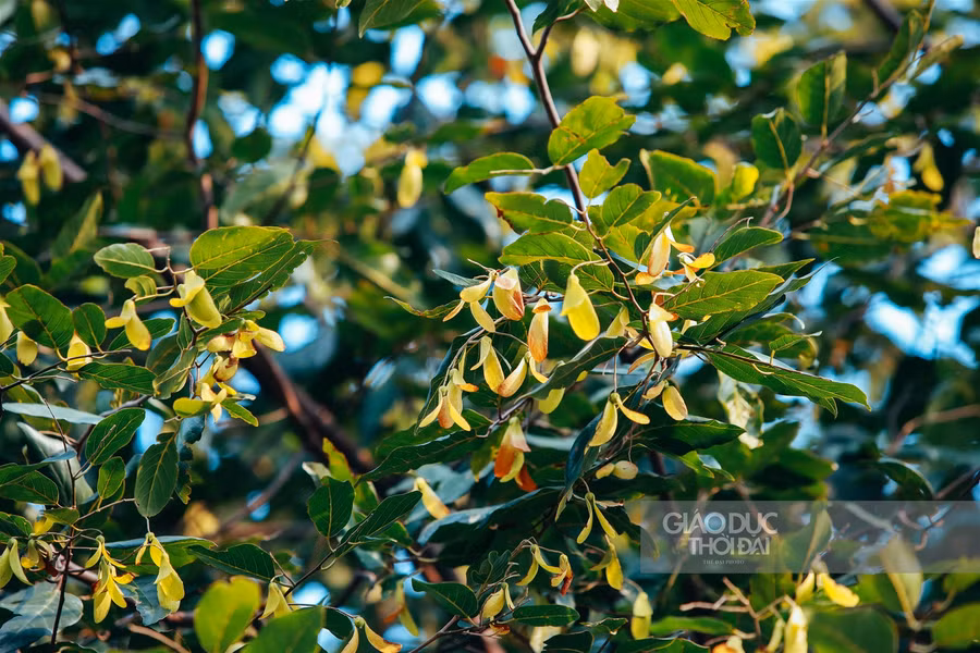 Một thoáng Sài Gòn giữa lòng Hà Nội ảnh 4