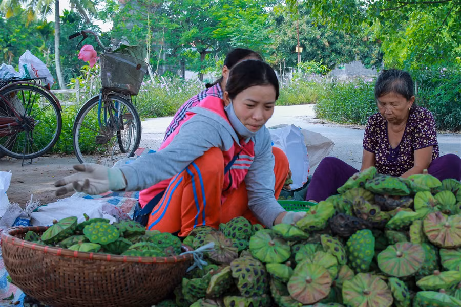 Vựa sen lớn nhất miền Bắc vào vụ thu hoạch ảnh 5