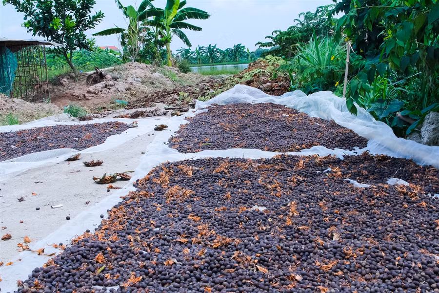 Vựa sen lớn nhất miền Bắc vào vụ thu hoạch ảnh 9
