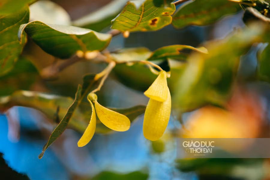 Một thoáng Sài Gòn giữa lòng Hà Nội ảnh 3