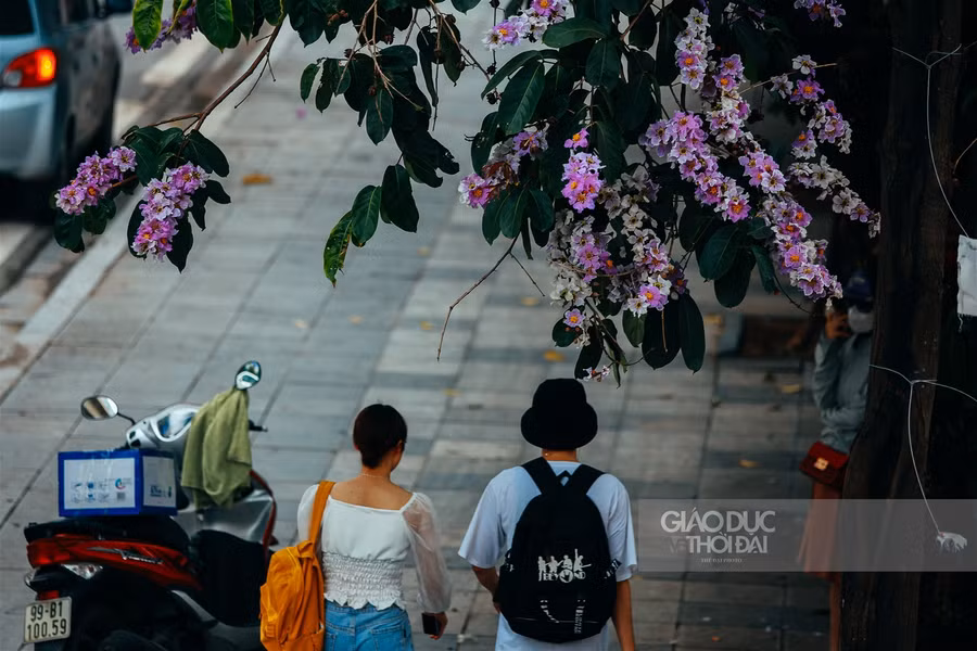 Dịu dàng hoa bằng lăng "nhuộm tím" đường phố Hà Nội ảnh 2
