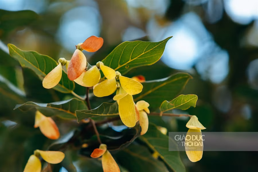 Một thoáng Sài Gòn giữa lòng Hà Nội ảnh 9