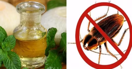 Dùng lá này bạn có thể đuổi cả một đàn gián ra khỏi nhà trong vòng 1 nốt nhạc