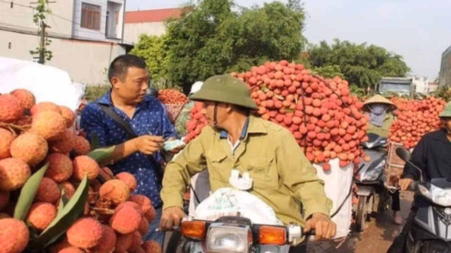 Bắc Giang sẽ miễn phí cách ly các thương nhân Trung Quốc thu mua vải thiều