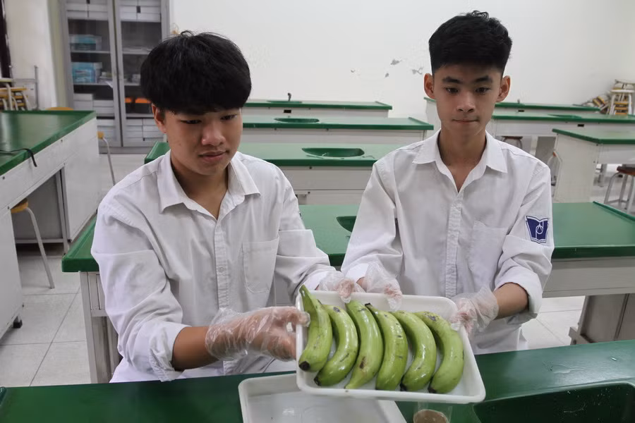 Học sinh Hà Nội dự định khởi nghiệp từ quả chuối ảnh 3