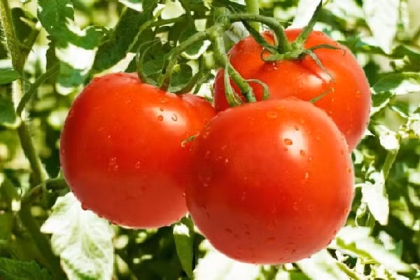 Loạt thực phẩm có tác dụng thải độc cơ thể ảnh 4