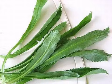 Mắc những bệnh này chỉ cần dùng lá mùi tàu là khỏi ảnh 1