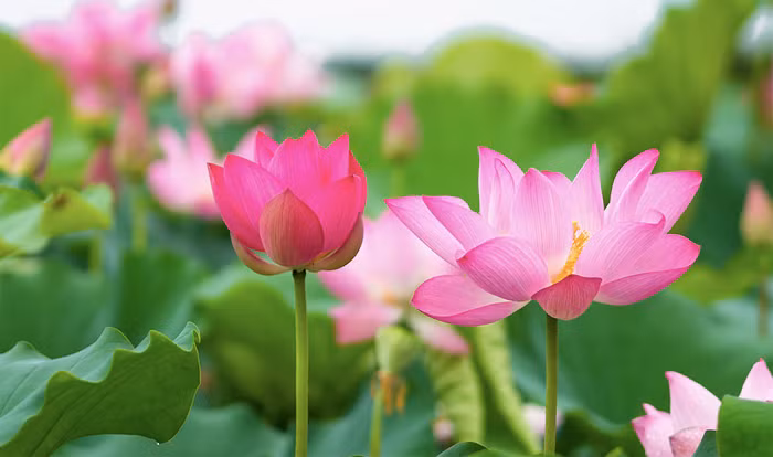 Sen xứng đáng trở thành Quốc hoa Việt Nam