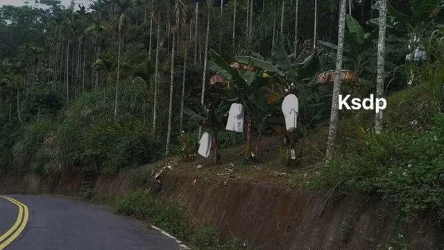Tài xế dựng tóc gáy khi thấy hình ảnh "kinh dị" trong vườn chuối ven đường ảnh 5
