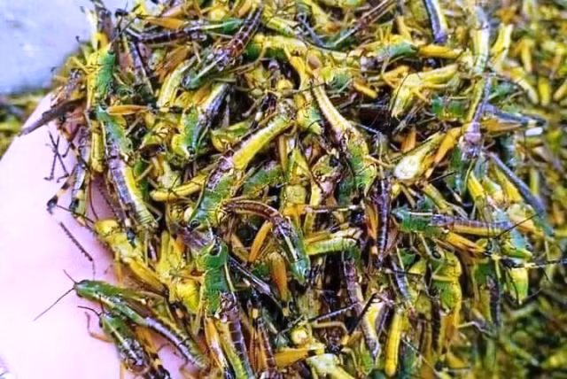 Thanh Hóa: Hàng triệu con châu chấu tàn phá hoa màu ảnh 4
