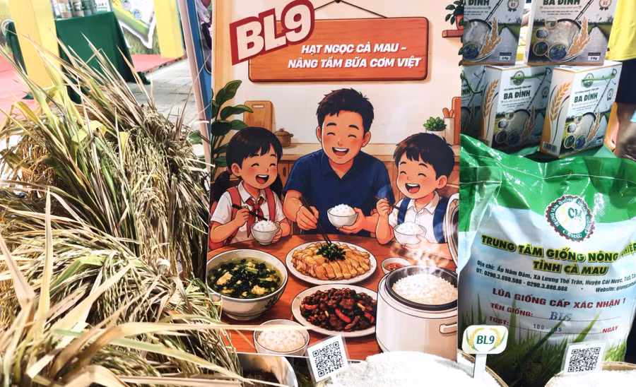 Giống lúa BL9 là kết quả quá trình nghiên cứu, lai tạo của Trung tâm Giống Nông nghiệp tỉnh Cà Mau.