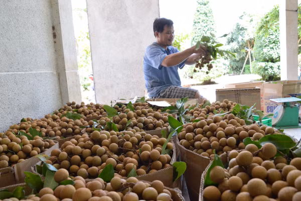 Tỉnh Đồng Tháp có nhiều loại trái cây thế mạnh, nổi tiếng cả nước.
