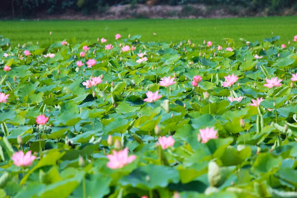 Cánh đồng hoa sen tại Đồng Tháp, một trong những nét đẹp dân dã thu hút du khách.