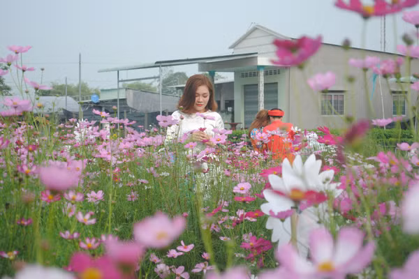 Làng hoa Sa Đéc thu hút hàng trăm nghìn du khách tham quan mỗi dịp Tết đến Xuân về.