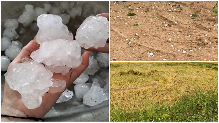Mưa đá, dông lốc gây thiệt hại hoa màu ở Hà Tĩnh.