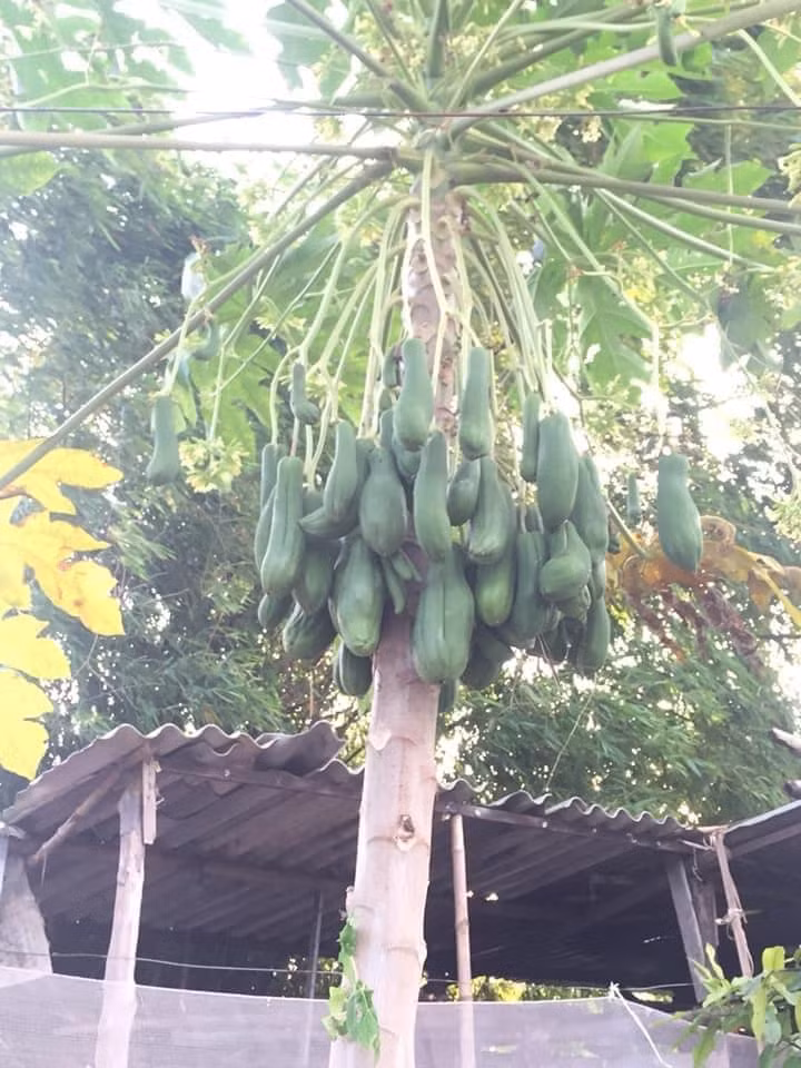 "Cây đu đủ Âu Cơ" như với hàng chục quả sai trĩu khiến dân mạng vừa ngạc nhiên vừa bất ngờ.