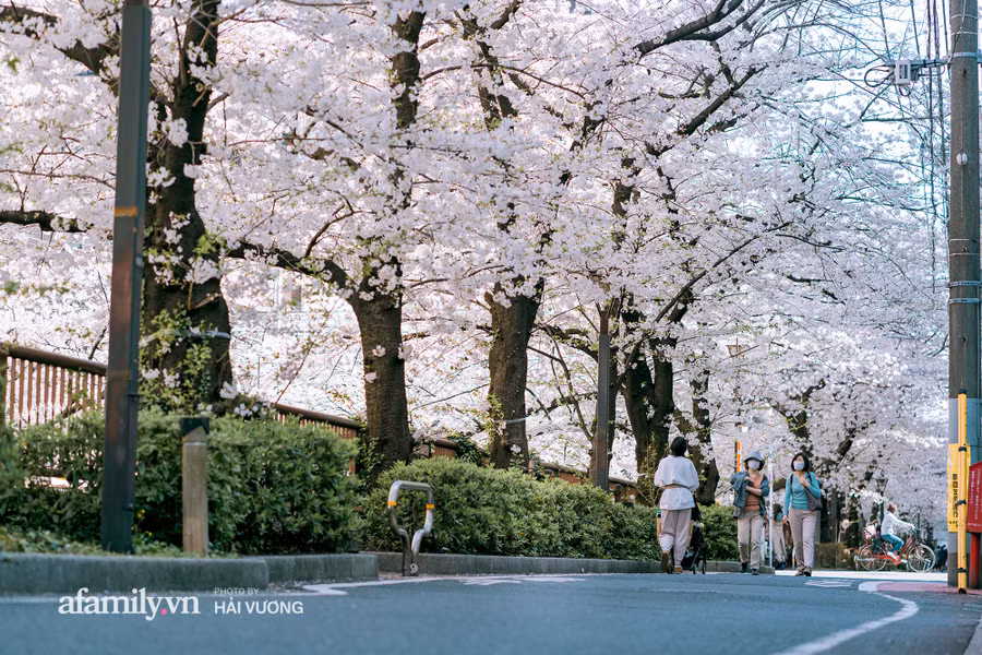 Đẹp ngây ngất cảnh tượng toàn bộ thủ đô Tokyo được bảo trùm trong sắc hoa anh đào nở sớm nhất trong 1.200 năm - Ảnh 7.