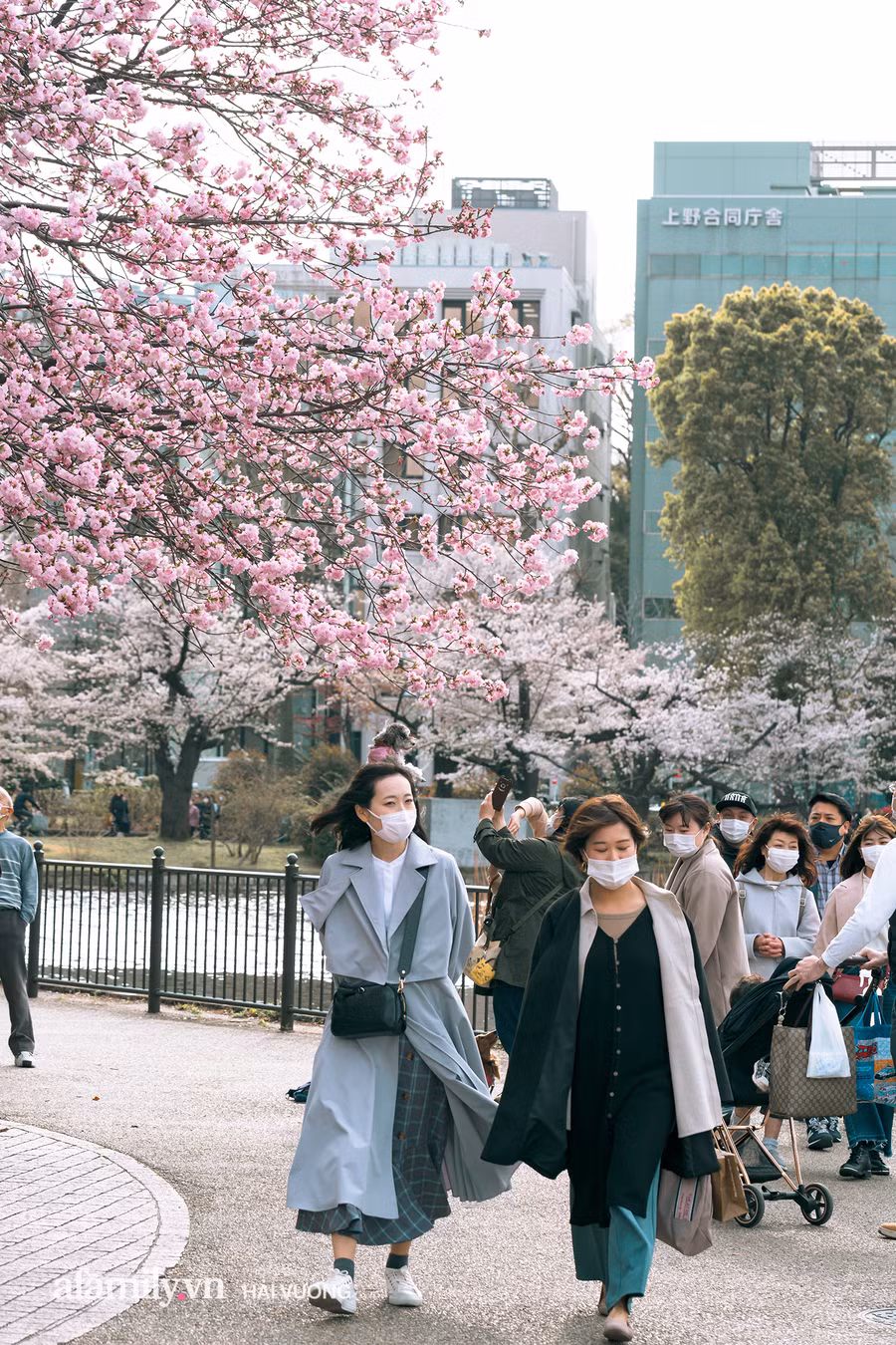 Ngỡ ngàng cảnh hàng trăm nghìn cây hoa anh đào nở sớm ở Tokyo ảnh 22
