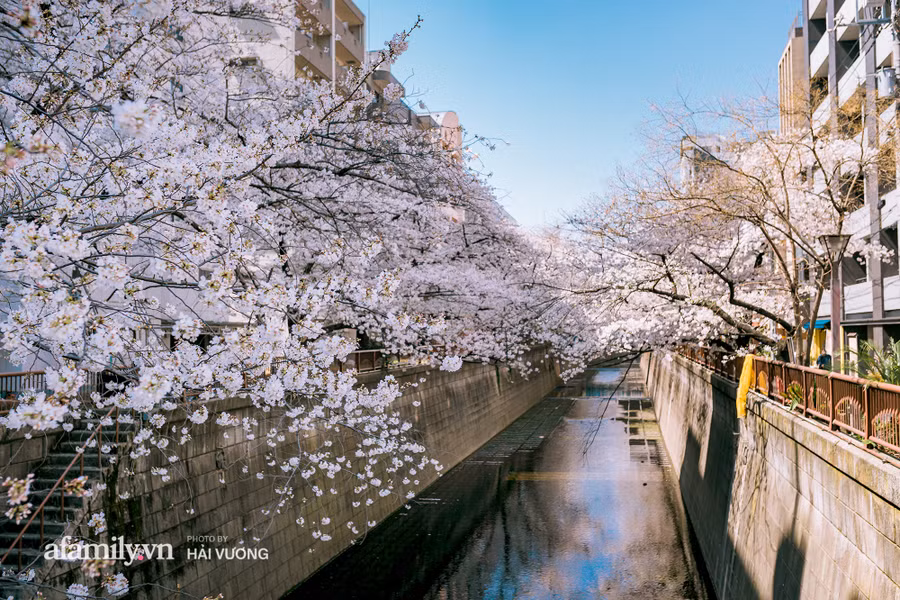 Ngỡ ngàng cảnh hàng trăm nghìn cây hoa anh đào nở sớm ở Tokyo ảnh 2