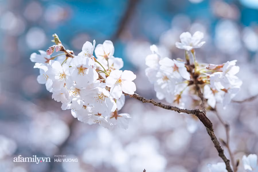 Ngỡ ngàng cảnh hàng trăm nghìn cây hoa anh đào nở sớm ở Tokyo ảnh 23