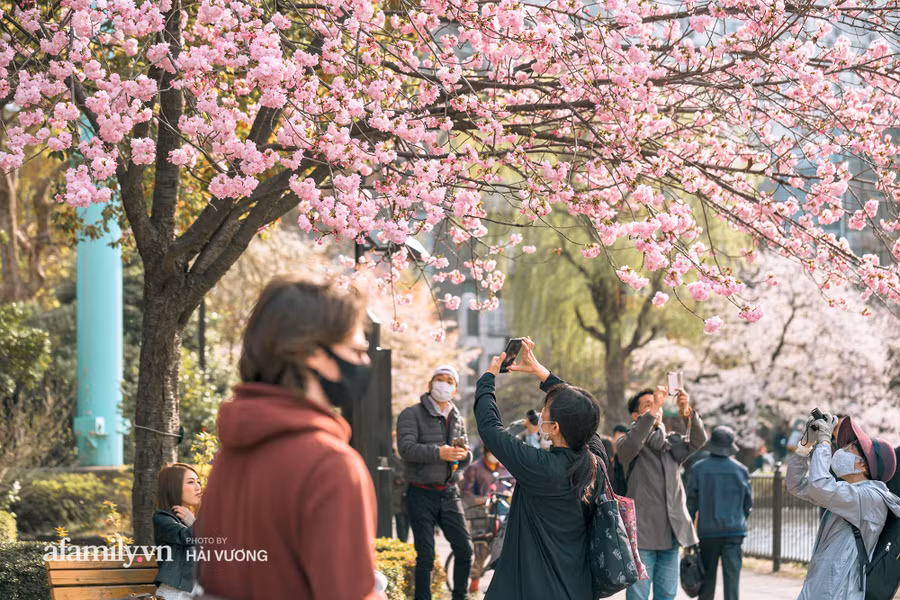 Đẹp ngây ngất cảnh tượng toàn bộ thủ đô Tokyo được bảo trùm trong sắc hoa anh đào nở sớm nhất trong 1.200 năm - Ảnh 8.