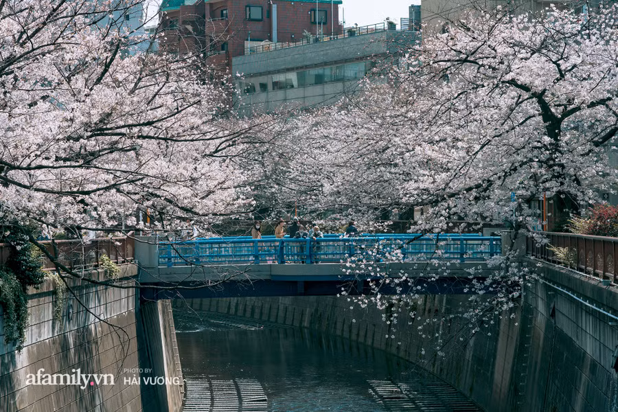 Ngỡ ngàng cảnh hàng trăm nghìn cây hoa anh đào nở sớm ở Tokyo ảnh 5