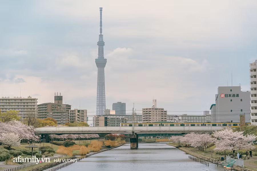 Đẹp ngây ngất cảnh tượng toàn bộ thủ đô Tokyo được bảo trùm trong sắc hoa anh đào nở sớm nhất trong 1.200 năm - Ảnh 3.