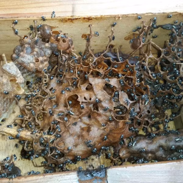 Kiểm tra đồng hồ nước sau nhiều năm trời, gia đình tá hỏa nhìn thấy thứ kỳ quái bên trong, lên cầu cứu dân mạng còn bị đe dọa nguy hiểm - Ảnh 4.