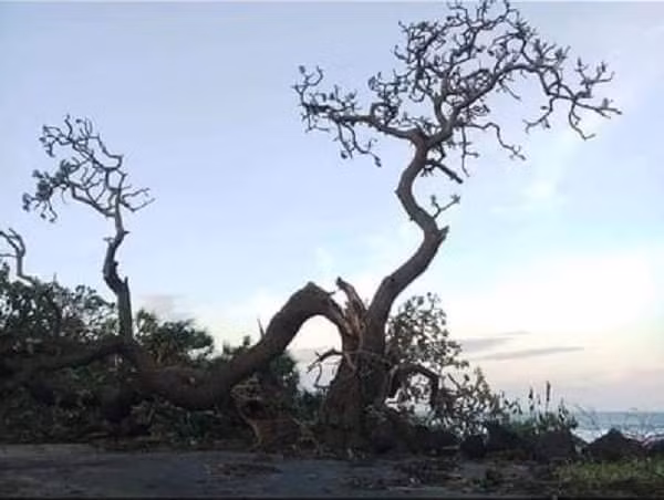 Cây phong ba trước và sau khi bão số 9 quét qua.