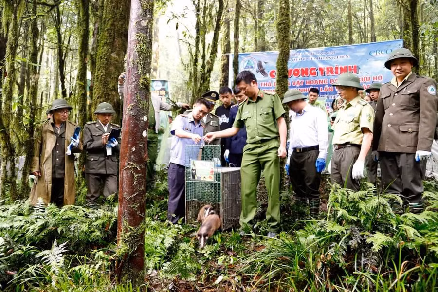 Cán bộ Vườn Quốc gia Hoàng Liên tái thả động vật về với tự nhiên - Ảnh P.Q Cán bộ Vườn Quốc gia Hoàng Liên tái thả động vật về với tự nhiên - Ảnh P.Q