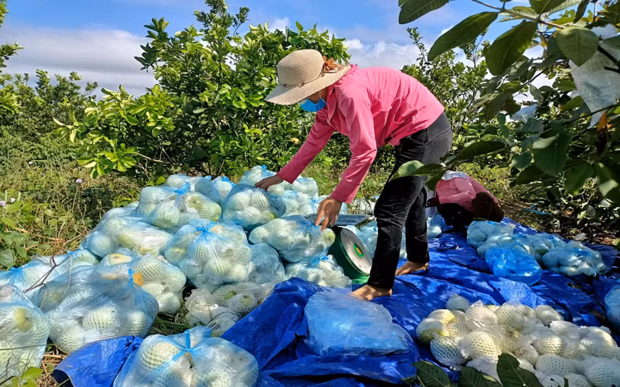 Giáo viên Trường Mầm non Tân Dân thay người dân trong vùng cách ly thu hoạch ổi.