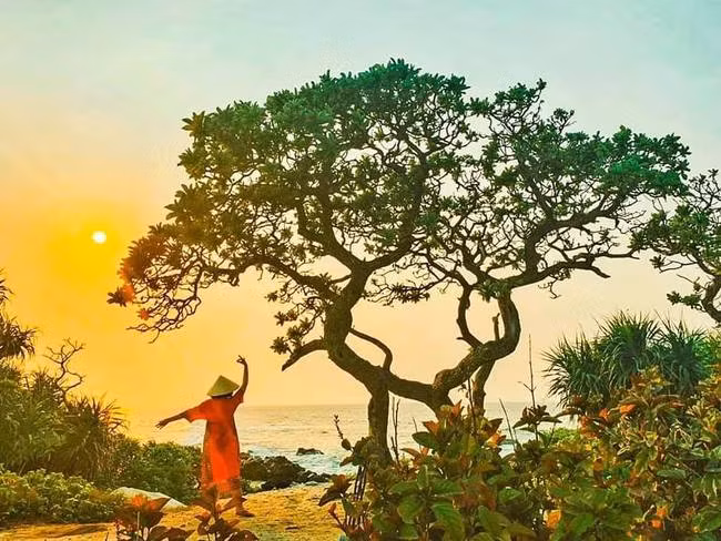 Cây phong ba cô đơn trên đảo Bé - Lý Sơn bị bão số 9 đánh gãy, ai cũng tiếc ngẩn ngơ cho một kỳ quan thiên nhiên tuyệt đẹp - Ảnh 3.