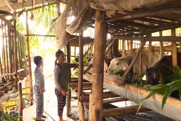 Hộ nghèo ở Cà Mau được hỗ trợ mô hình chăn nuôi.