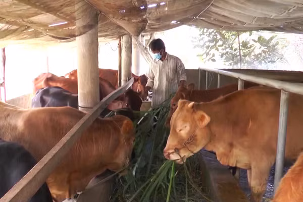 Nhiều hộ dân được hỗ trợ giống, vay vốn thực hiện mô hình chăn nuôi hiệu quả.