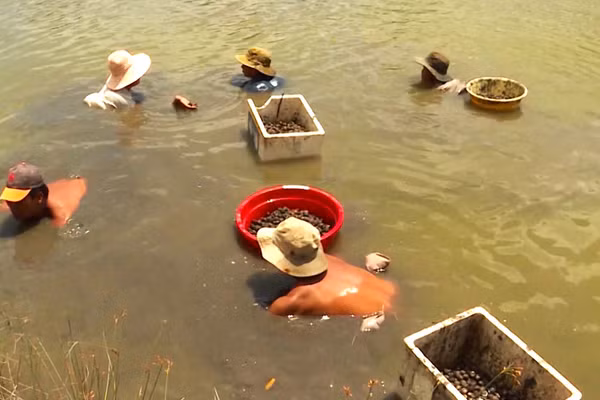 Tổng diện tích sò huyết nuôi thiệt hại 584ha.