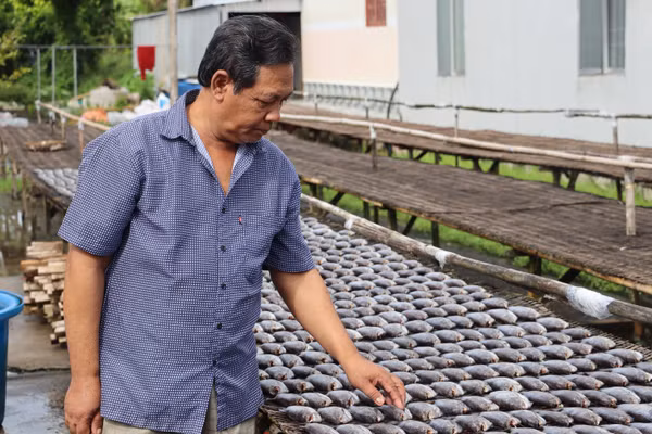 Một hộ đồng bào dân tộc thiểu số làm nghề sản xuất khô cá bổi tại xã Đá Bạc, Cà Mau.