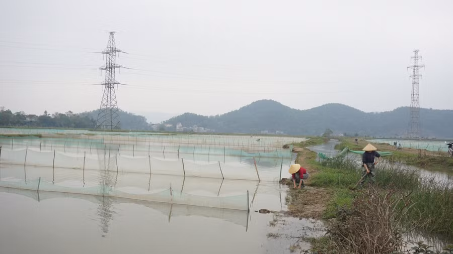 Xã Châu Nhân (huyện Hưng Nguyên, Nghệ An) là nơi duy nhất của Nghệ An có loại đặc sản "rươi" sinh trưởng.