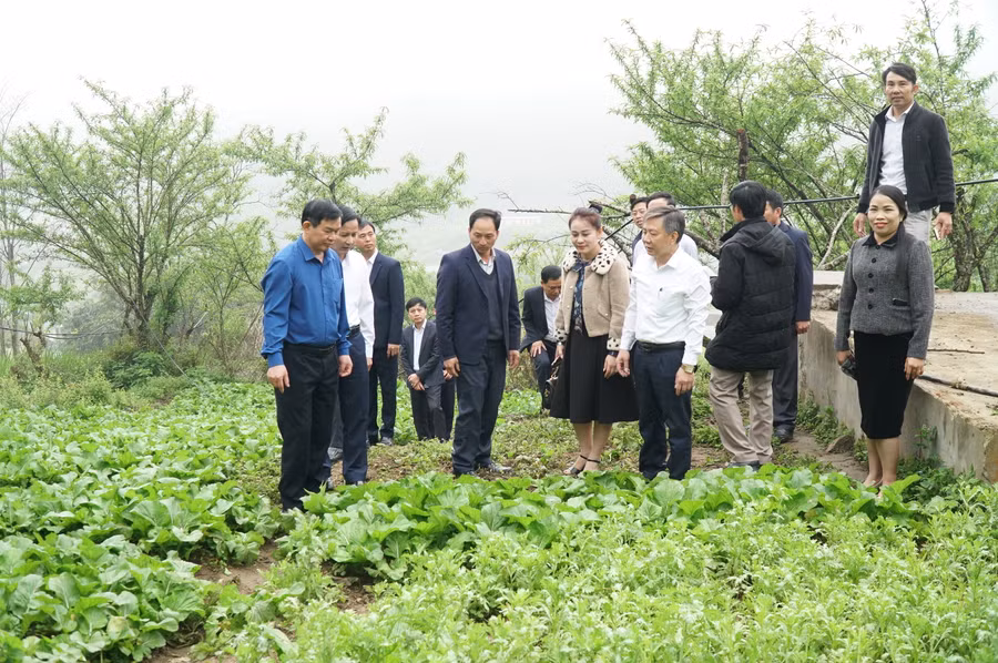 Vườn rau của giáo viên và học sinh Trường Phổ thông DTBT THCS Mường Lống (huyện Kỳ Sơn, Nghệ An). Ảnh: Hồ Lài. Vườn rau của giáo viên và học sinh Trường Phổ thông DTBT THCS Mường Lống (huyện Kỳ Sơn, Nghệ An). Ảnh: Hồ Lài.