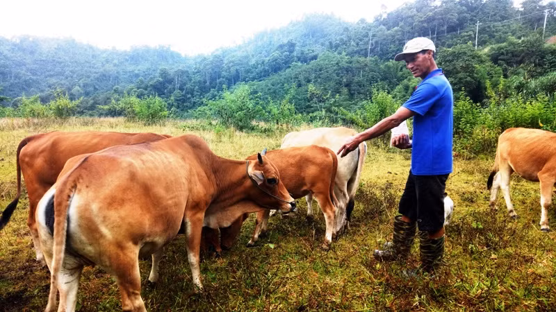 Ông Hà Văn Hôm, ở bản Pá Quăn, xã Trung Lý, huyện Mường Lát (Thanh Hóa) và đàn bò của gia đình.
