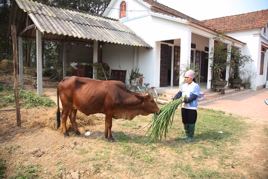 Nhờ vốn vay từ Ngân hàng Chính sách xã hội, gia đình chị Nguyễn Thị Sơn ở xã Ngọc Thanh, TP Phúc Yên có điều kiện phát triển kinh tế, vươn lên thoát nghèo. Ảnh: Dương Chung Nhờ vốn vay từ Ngân hàng Chính sách xã hội, gia đình chị Nguyễn Thị Sơn ở xã Ngọc Thanh, TP Phúc Yên có điều kiện phát triển kinh tế, vươn lên thoát nghèo. Ảnh: Dương Chung